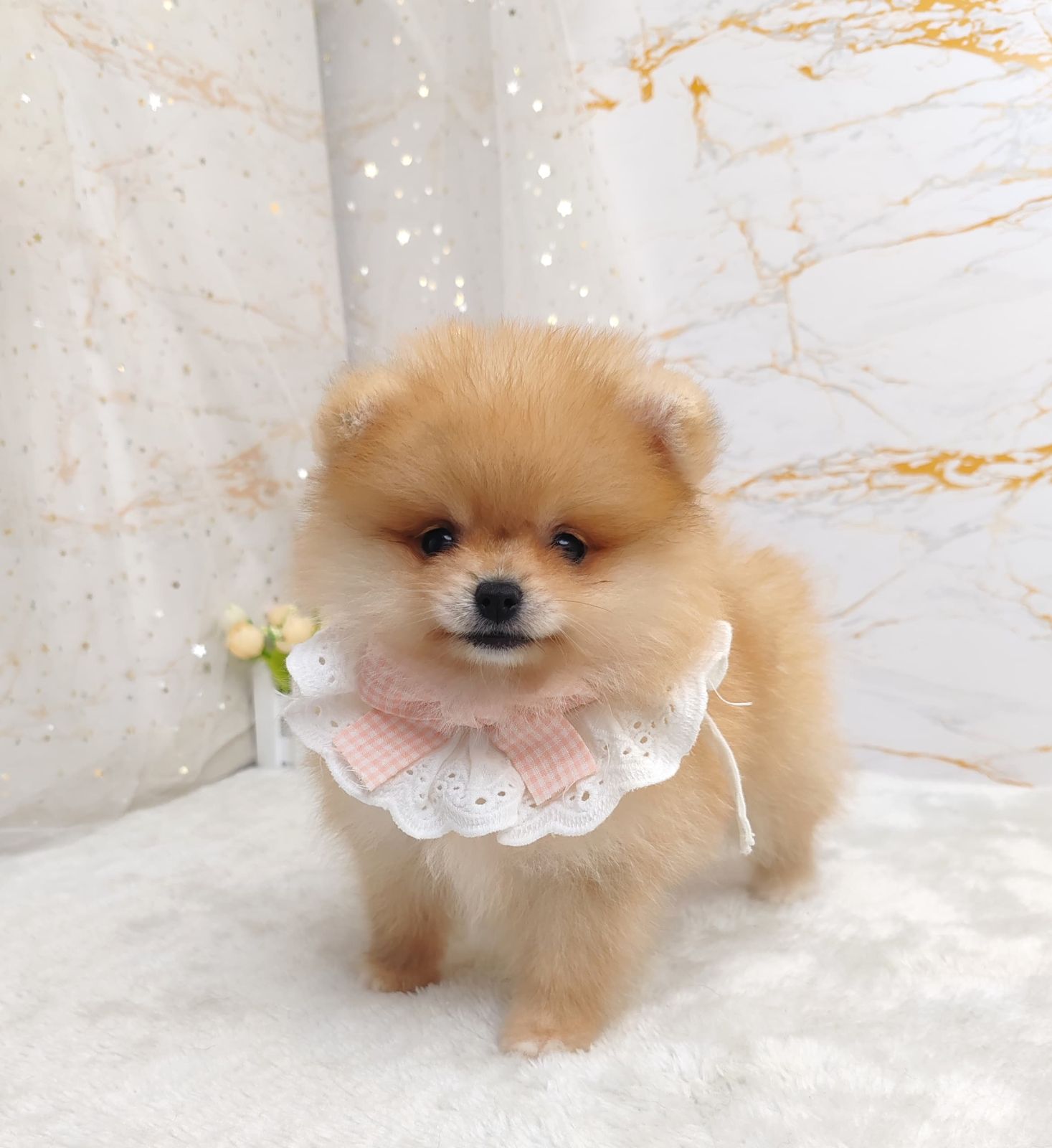 Pomeranian 博美