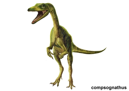 Compsognathus