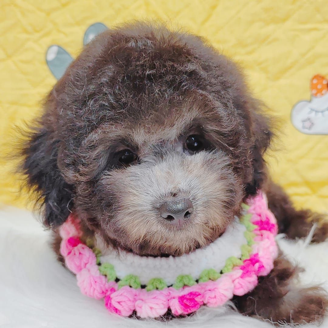 Poodle 娉拌开璐靛