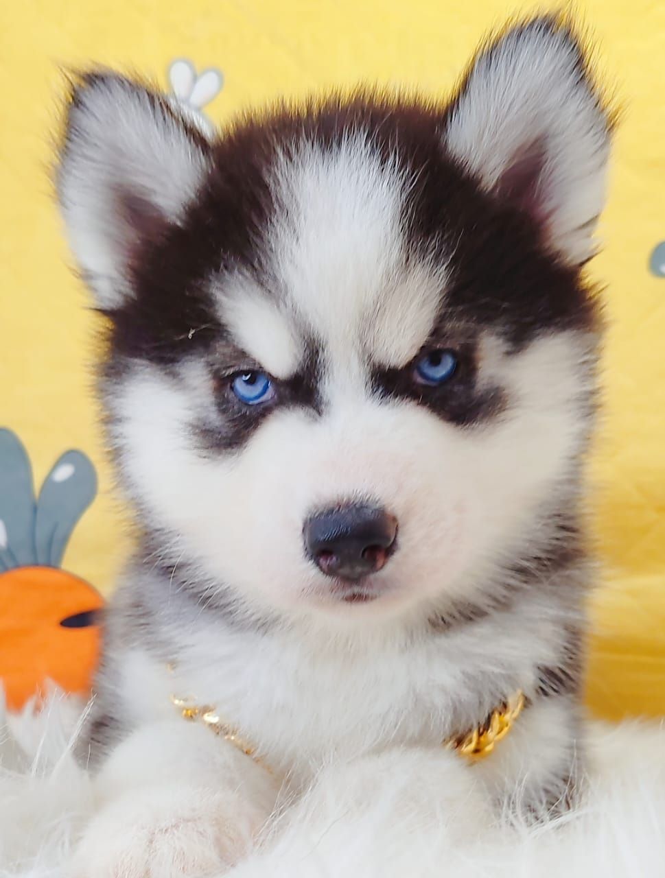 Wooly Husky 哈士奇