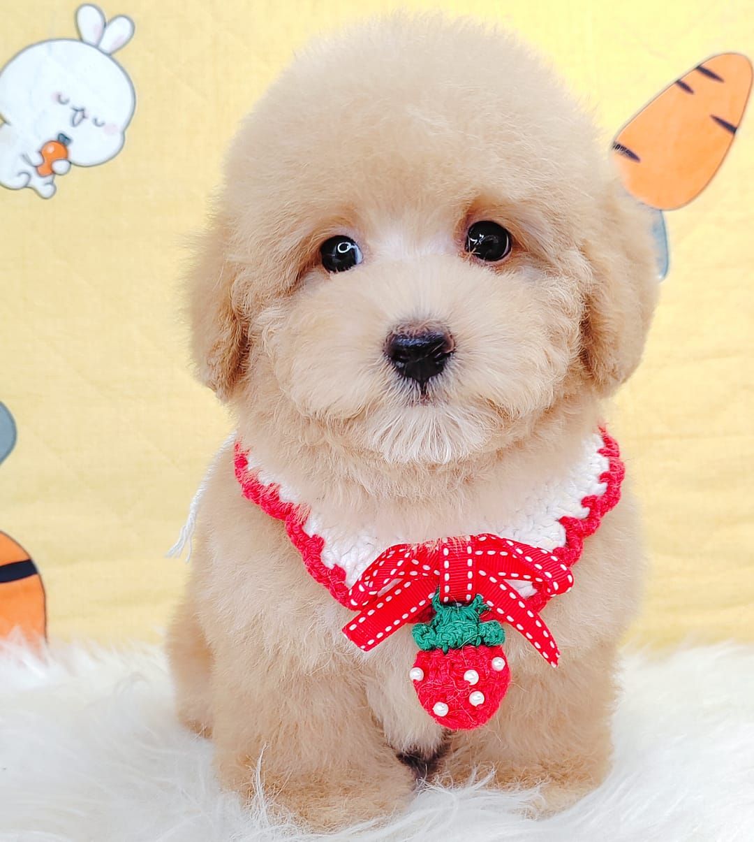 Poodle 娉拌开璐靛