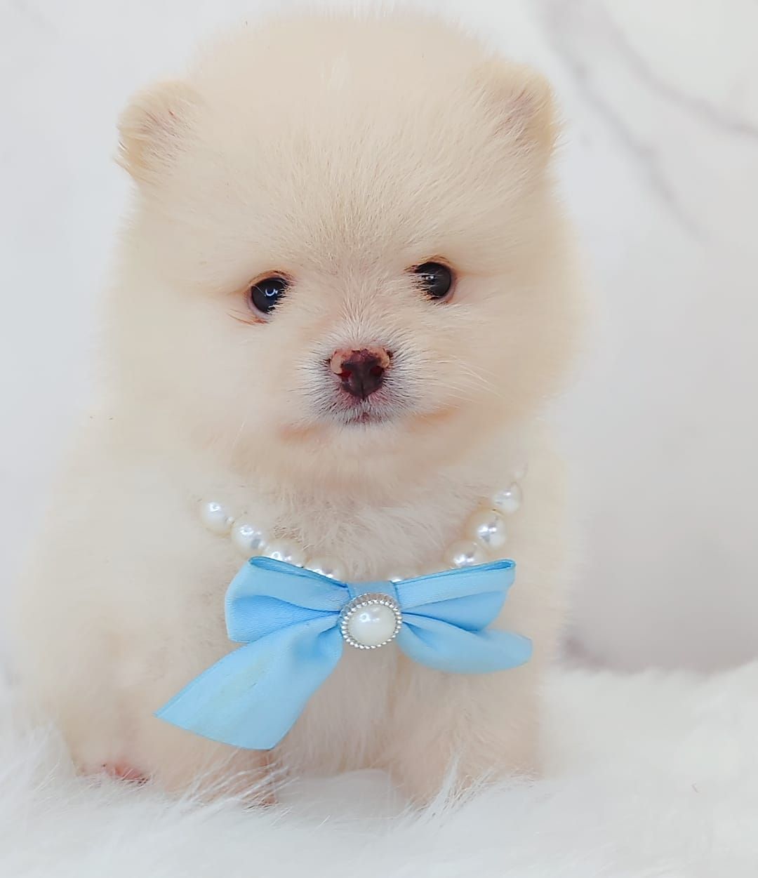 Pomeranian 博美