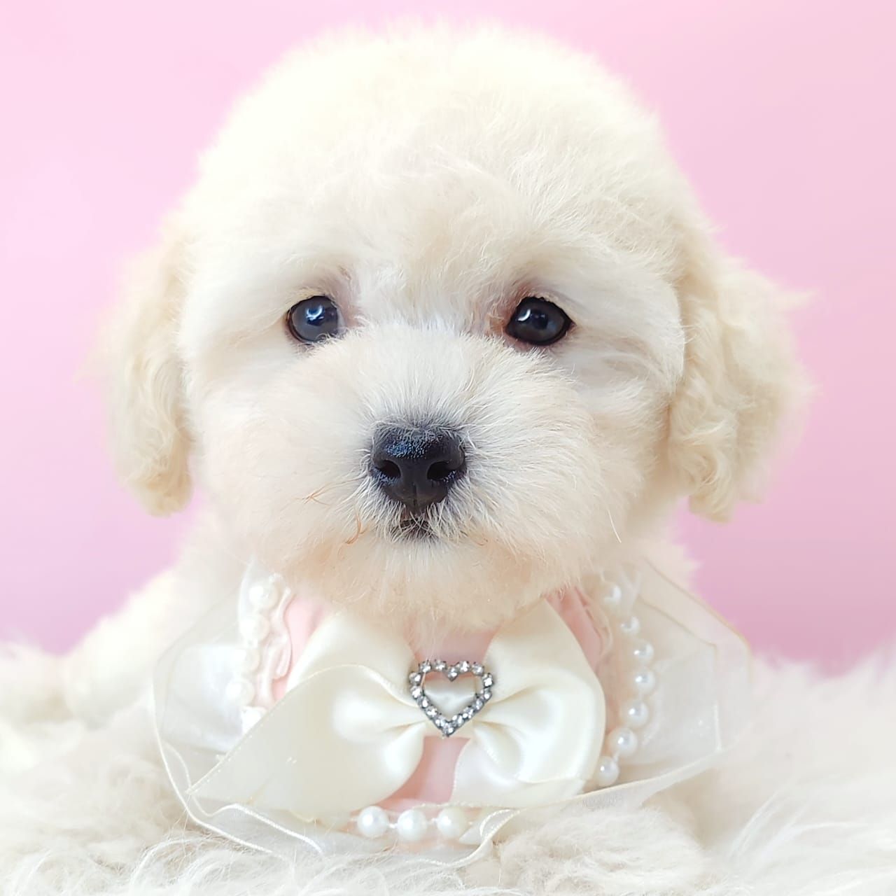 Poodle 娉拌开璐靛