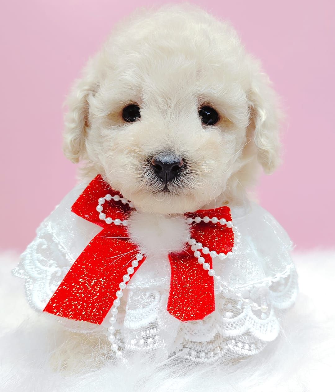 Maltipoo 马尔泰迪