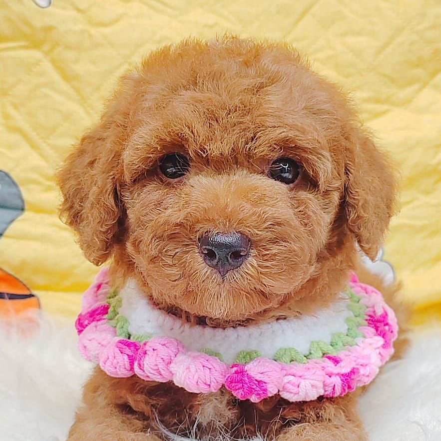 Poodle 璐靛娉拌开