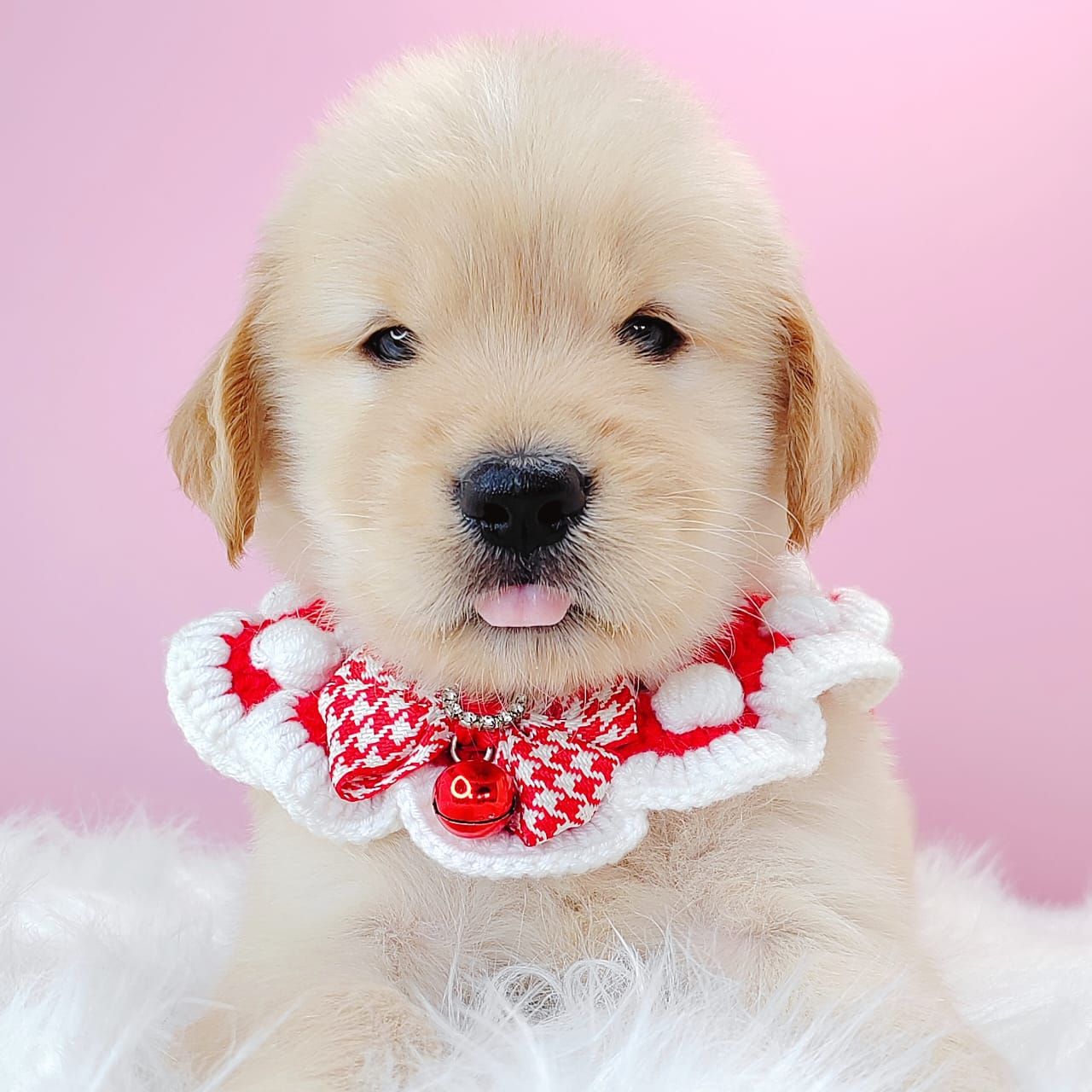 Golden Retriever 黄金猎犬