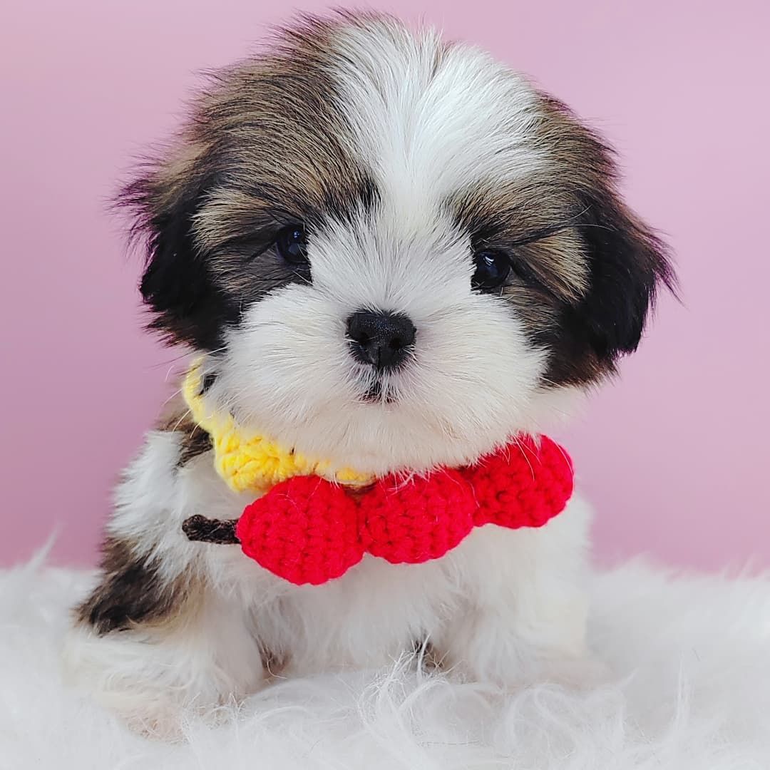 Shih Tzu 西施
