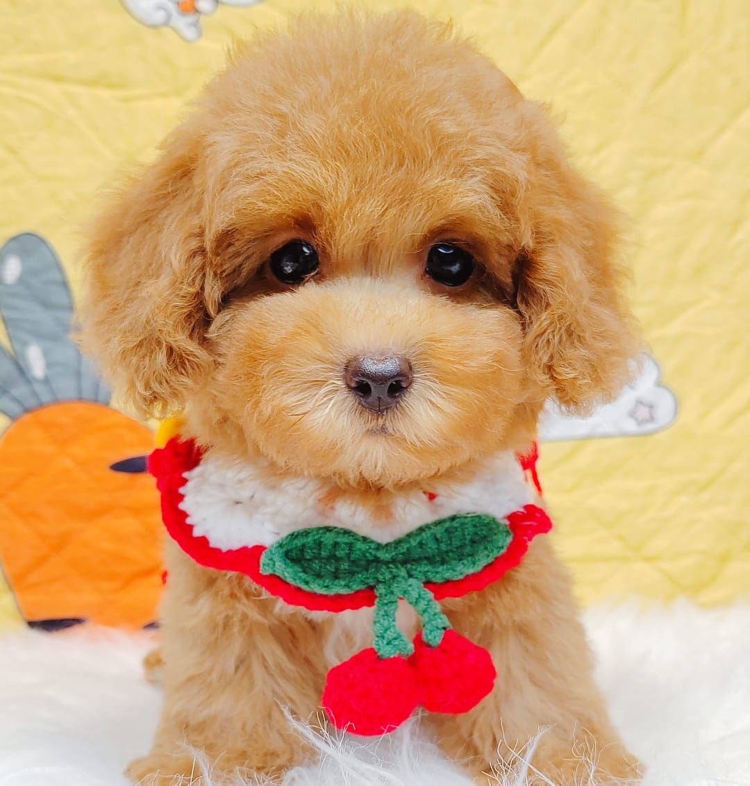 Poodle 娉拌开璐靛
