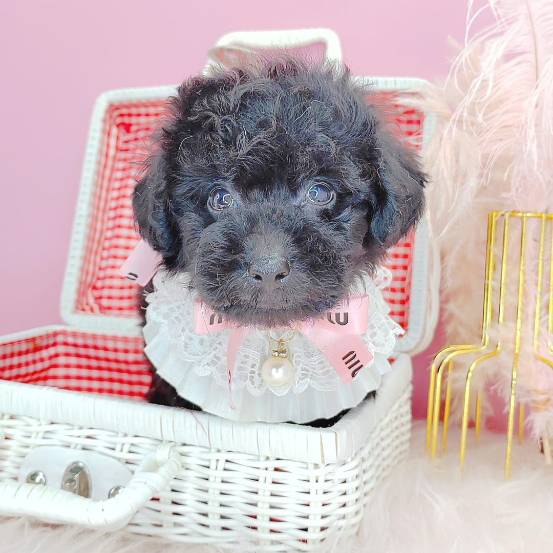 Poodle 娉拌开璐靛