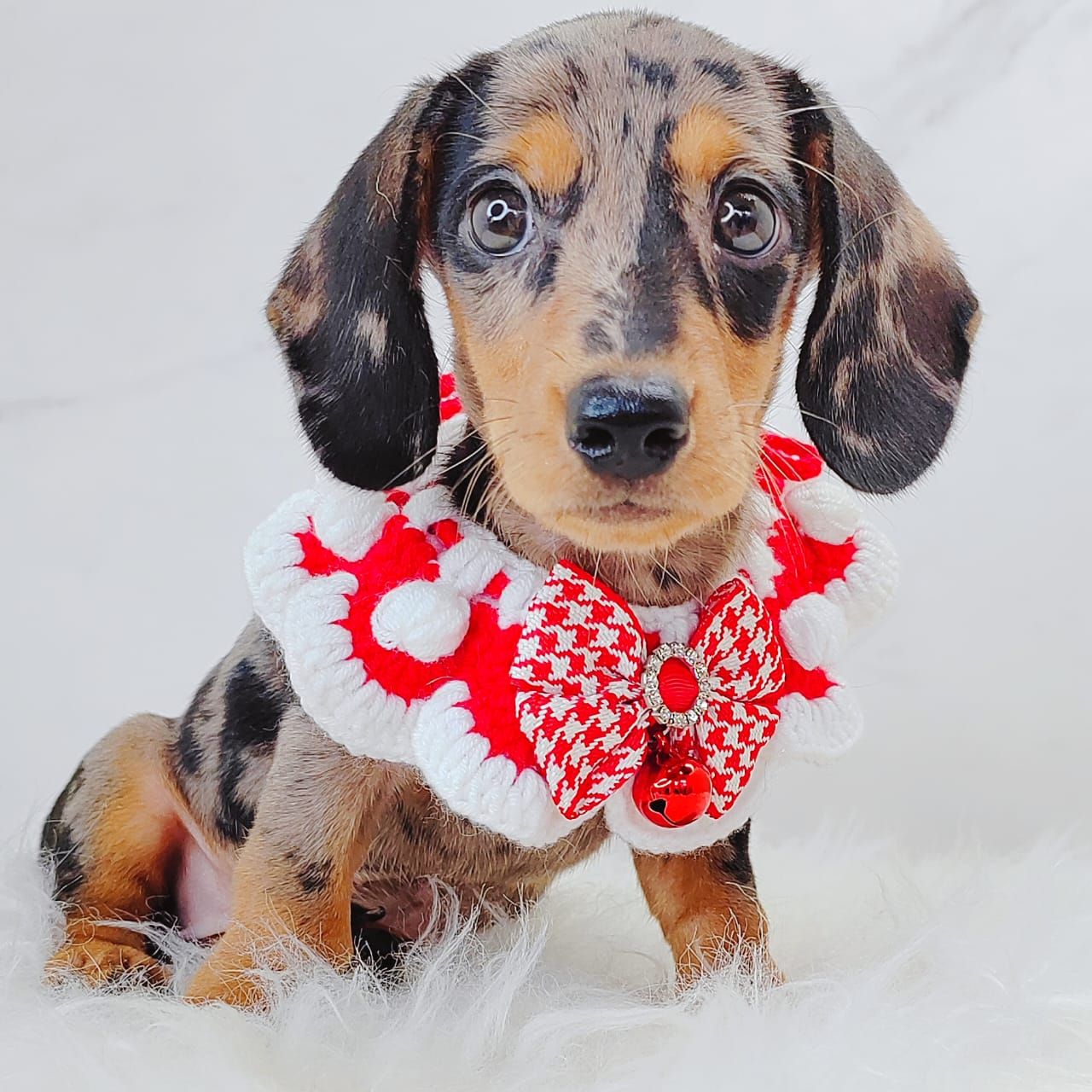 Dachshund 腊肠狗