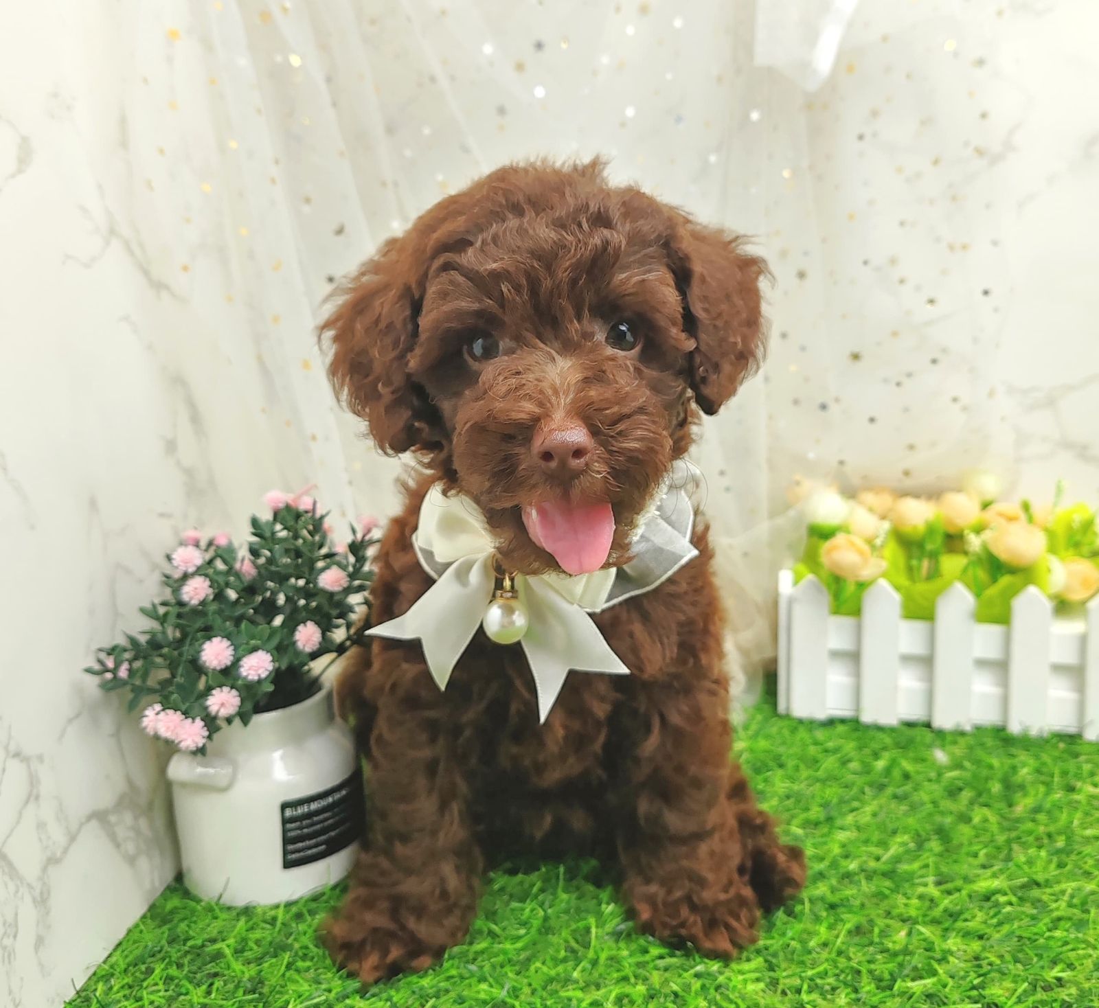 Poodle 娉拌开璐靛