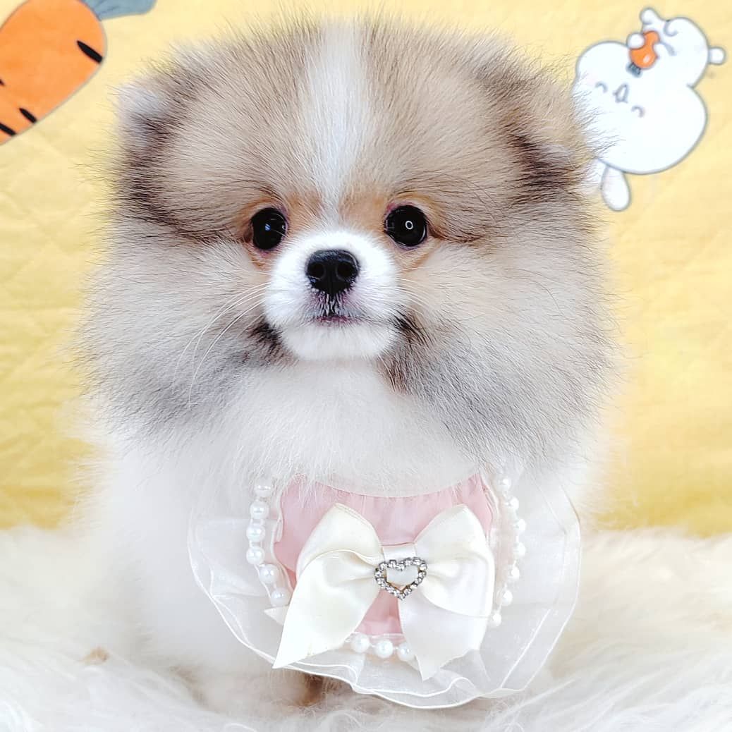 Pomeranian 博美