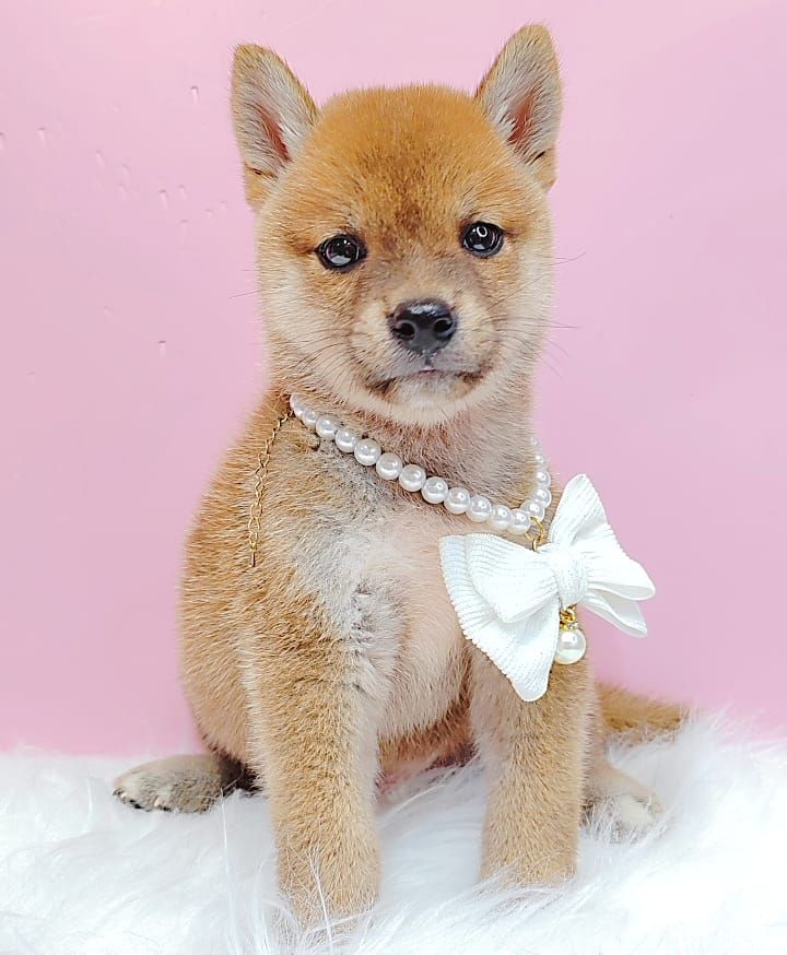 Shiba Inu 柴犬