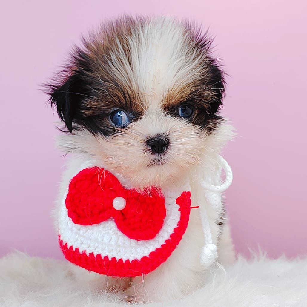 Shih Tzu 西施