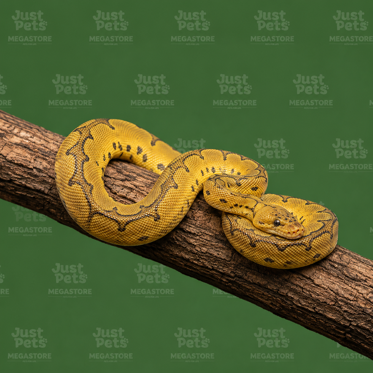 Ball Phyton Snake Firefly Clown
