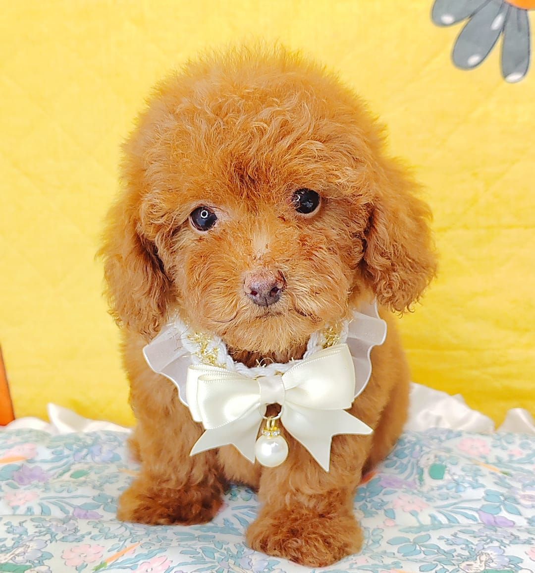 Poodle 娉拌开璐靛