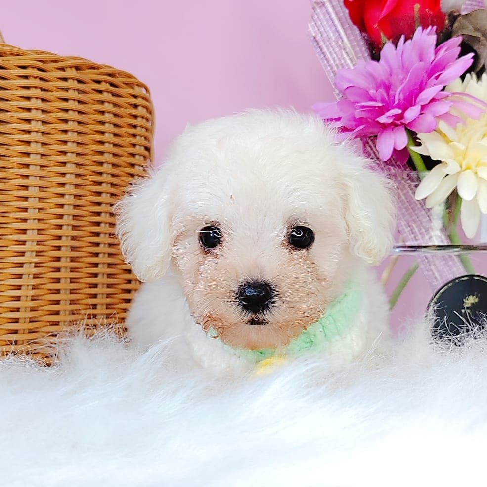 Bichon Frise 比熊