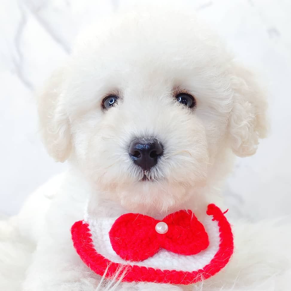 Poodle 娉拌开璐靛