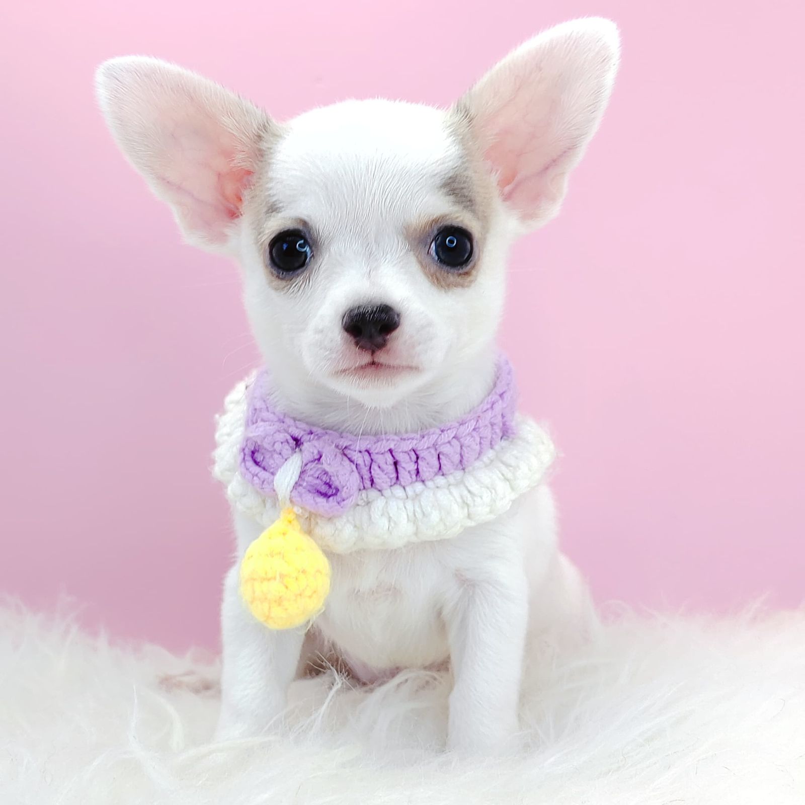 Chihuahua 吉娃娃