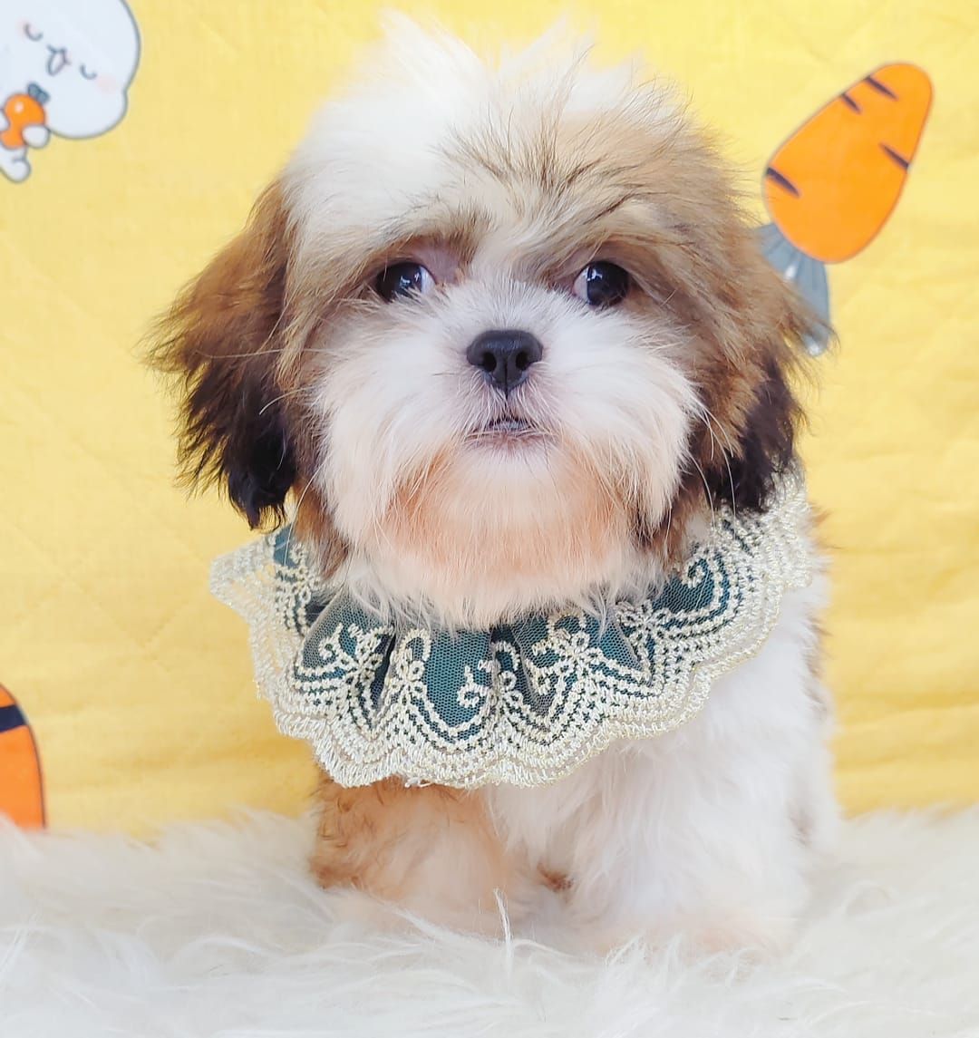 Shih Tzu 西施