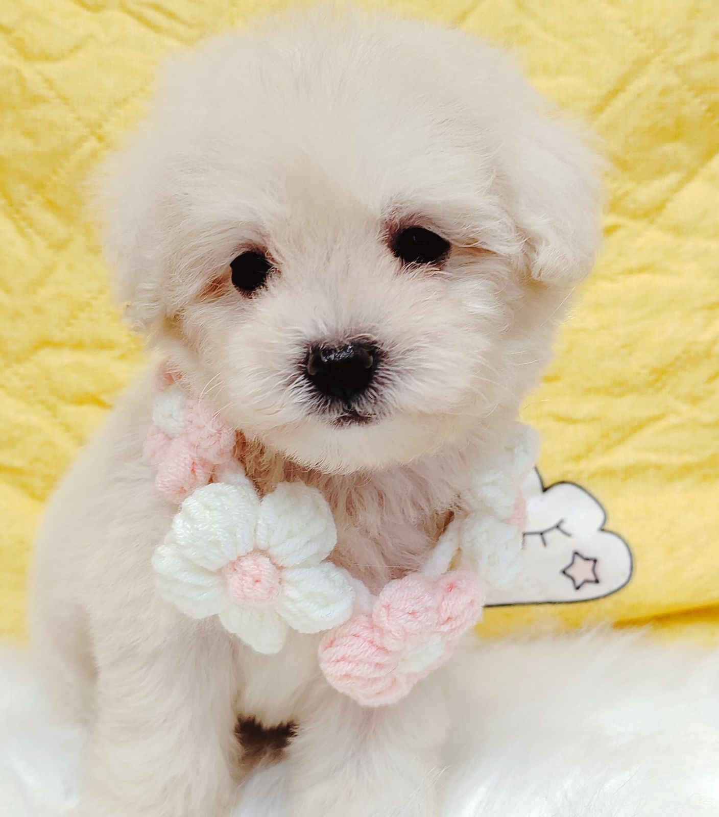 Maltipoo 马尔泰迪