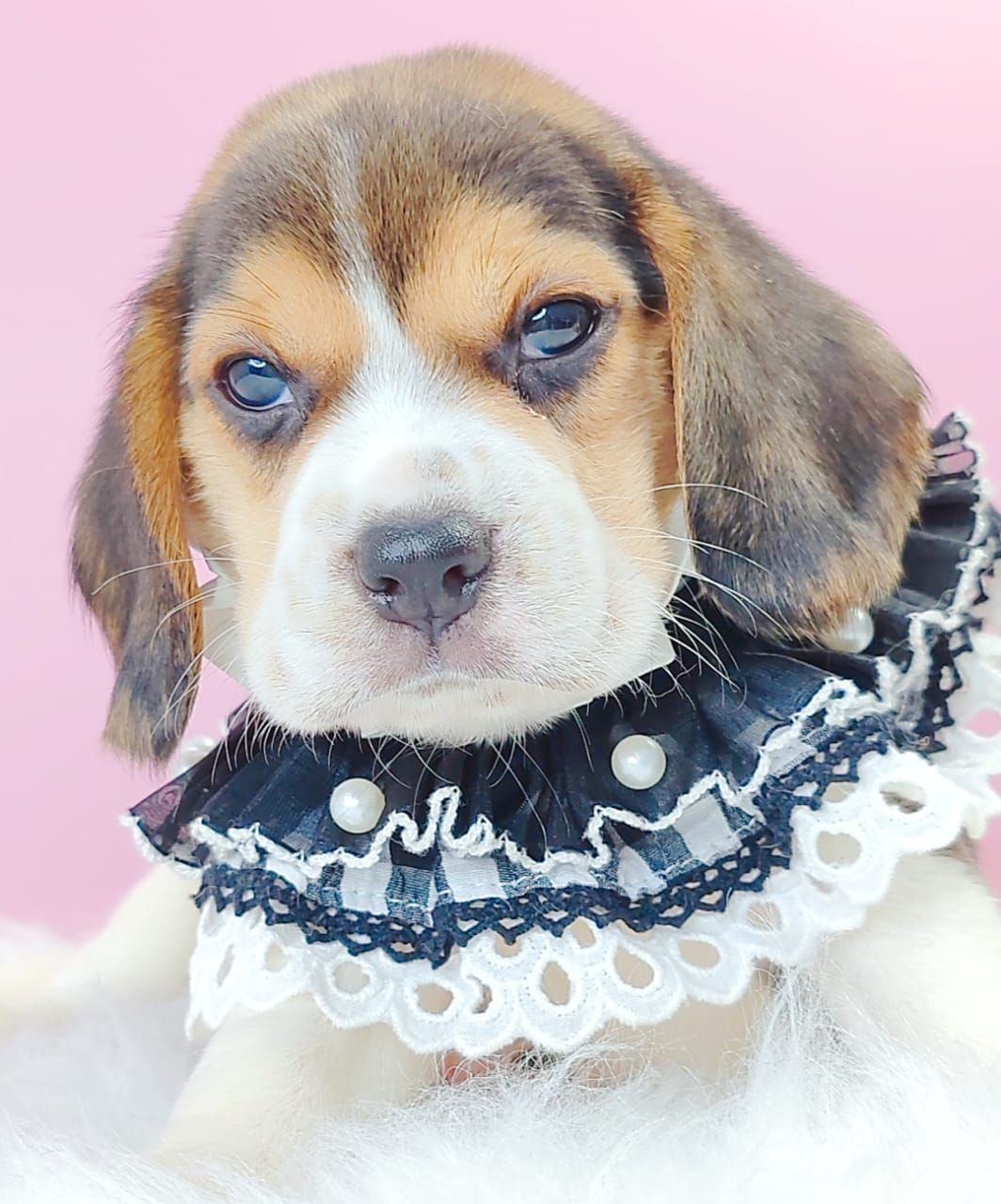 Beagle 米格鲁