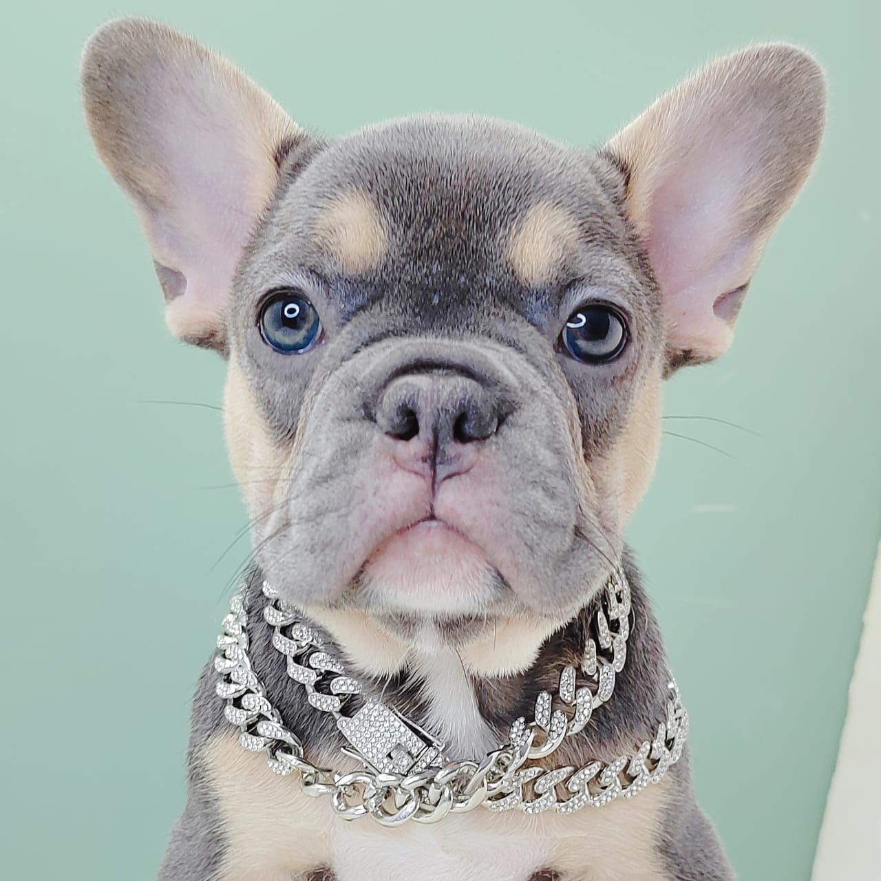French Bulldog 法斗