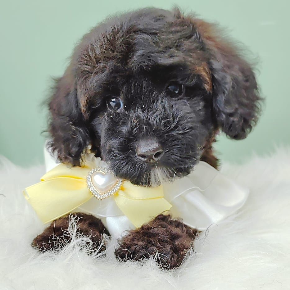 Poodle 娉拌开璐靛
