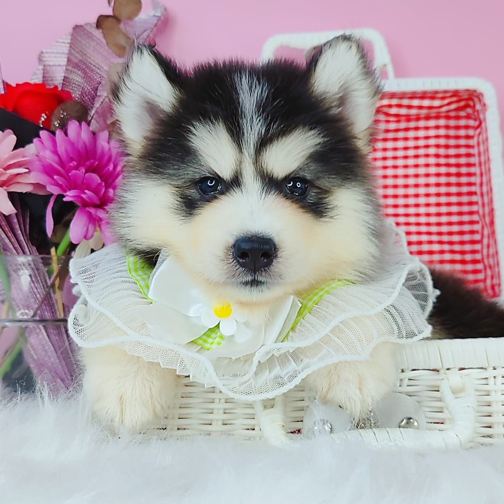 Pomsky 博士奇