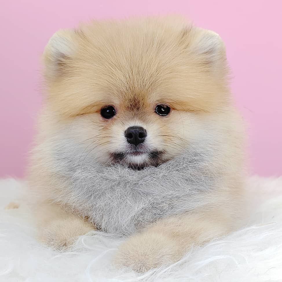 Pomeranian 博美