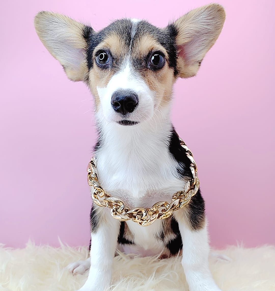  Pomsky 博士奇