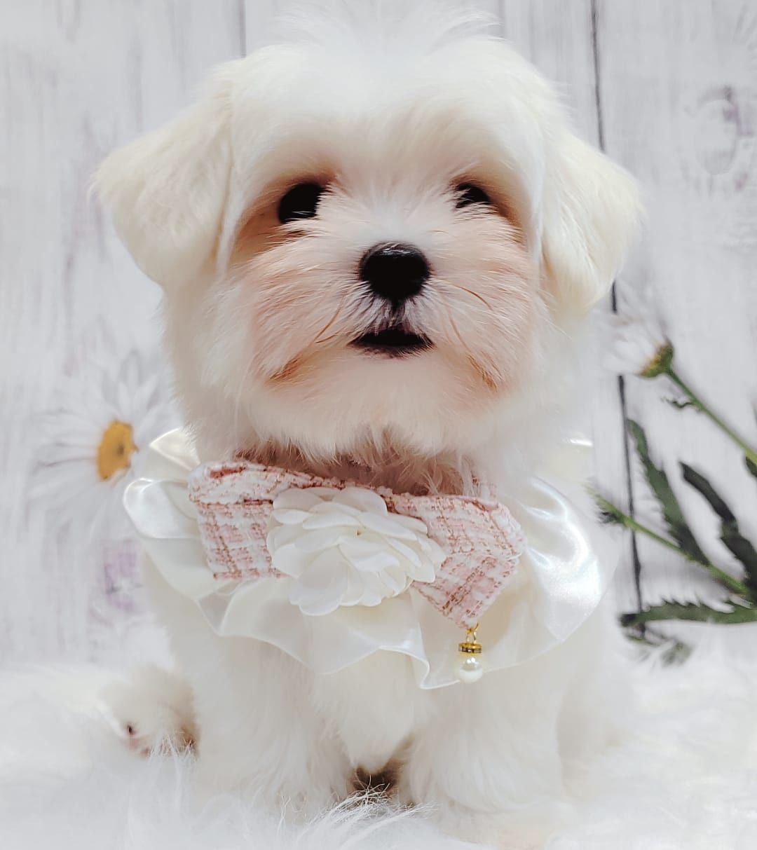Maltese 马尔济斯