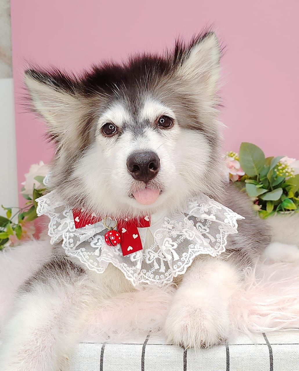  Wooly Husky 哈士奇