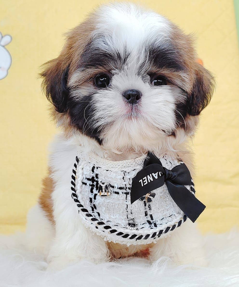 Shih Tzu 西斯