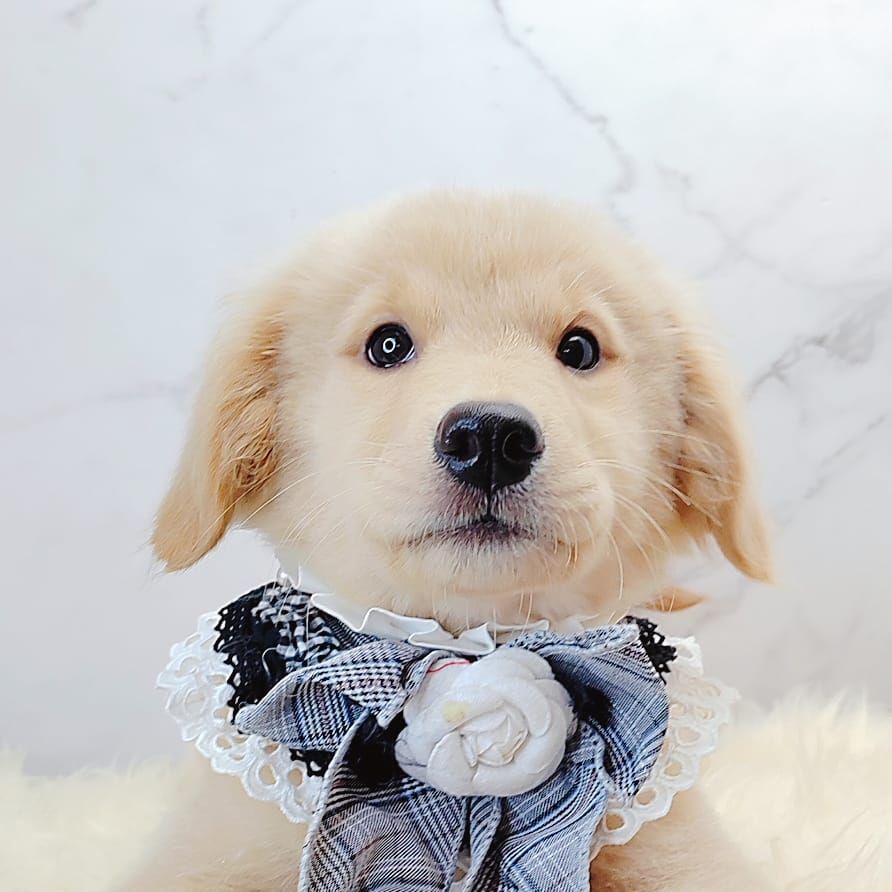 Golden Retriever 黄金猎犬