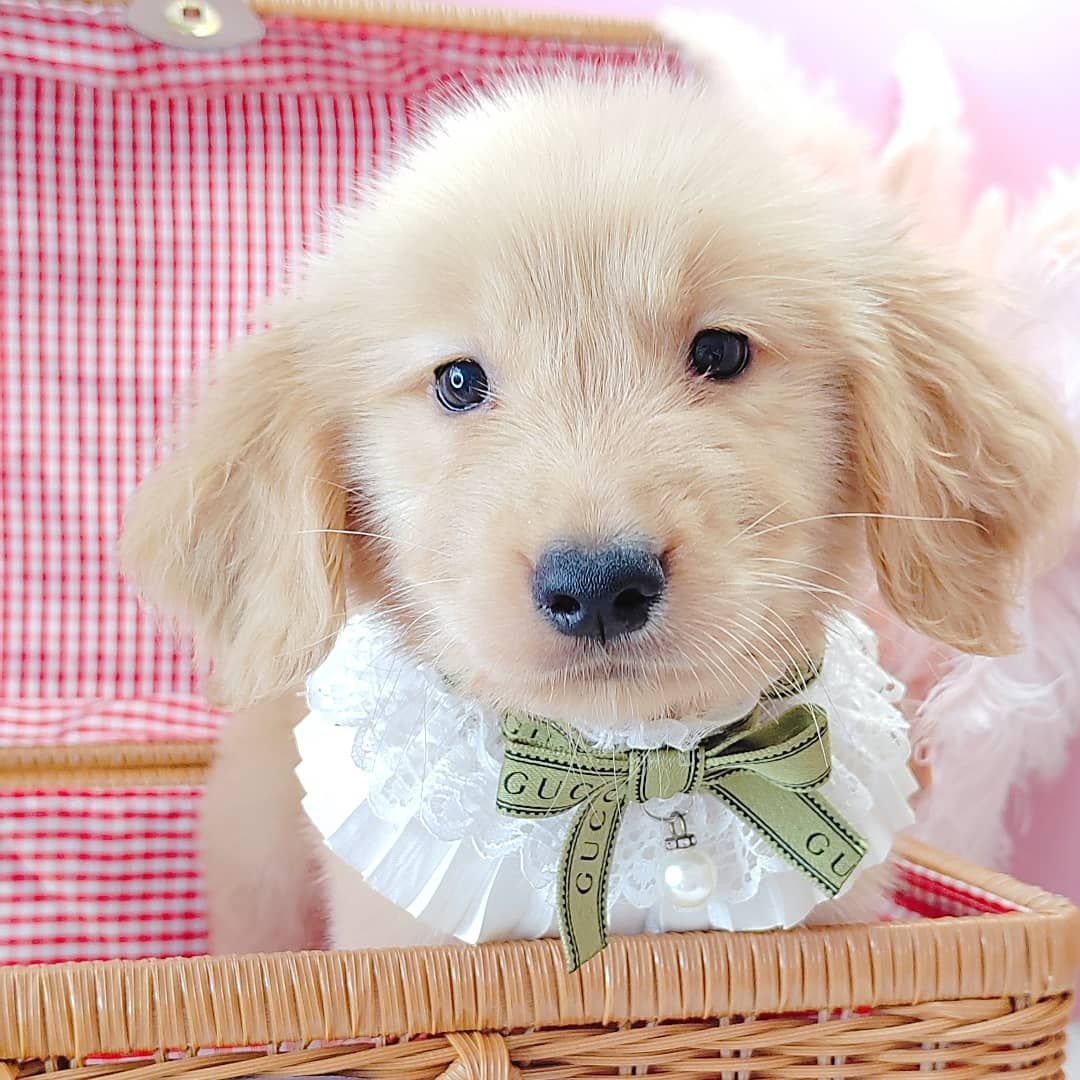 Golden Retriever 黄金猎犬