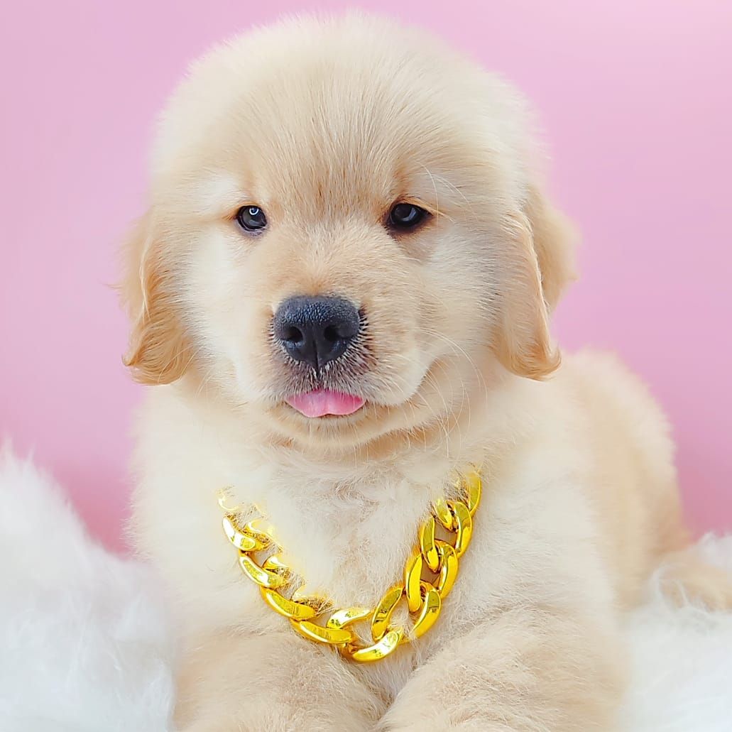 Golden Retriever 黄金猎犬