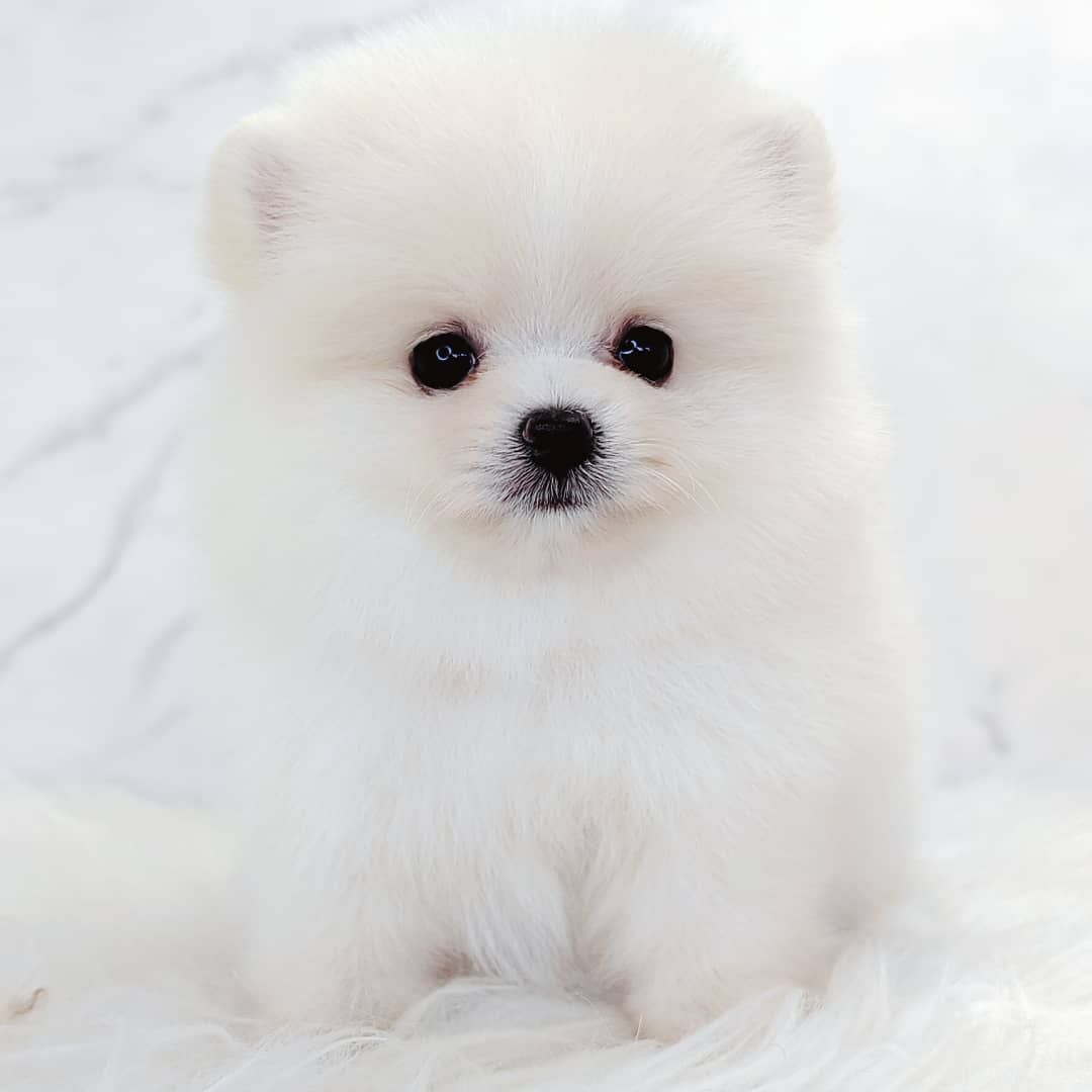 Pomeranian 博美