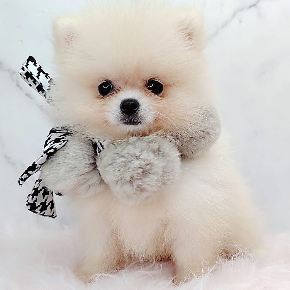 Pomeranian 博美