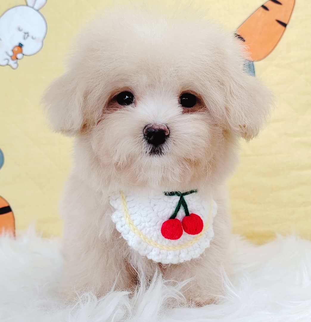 Maltipoo 马尔泰迪