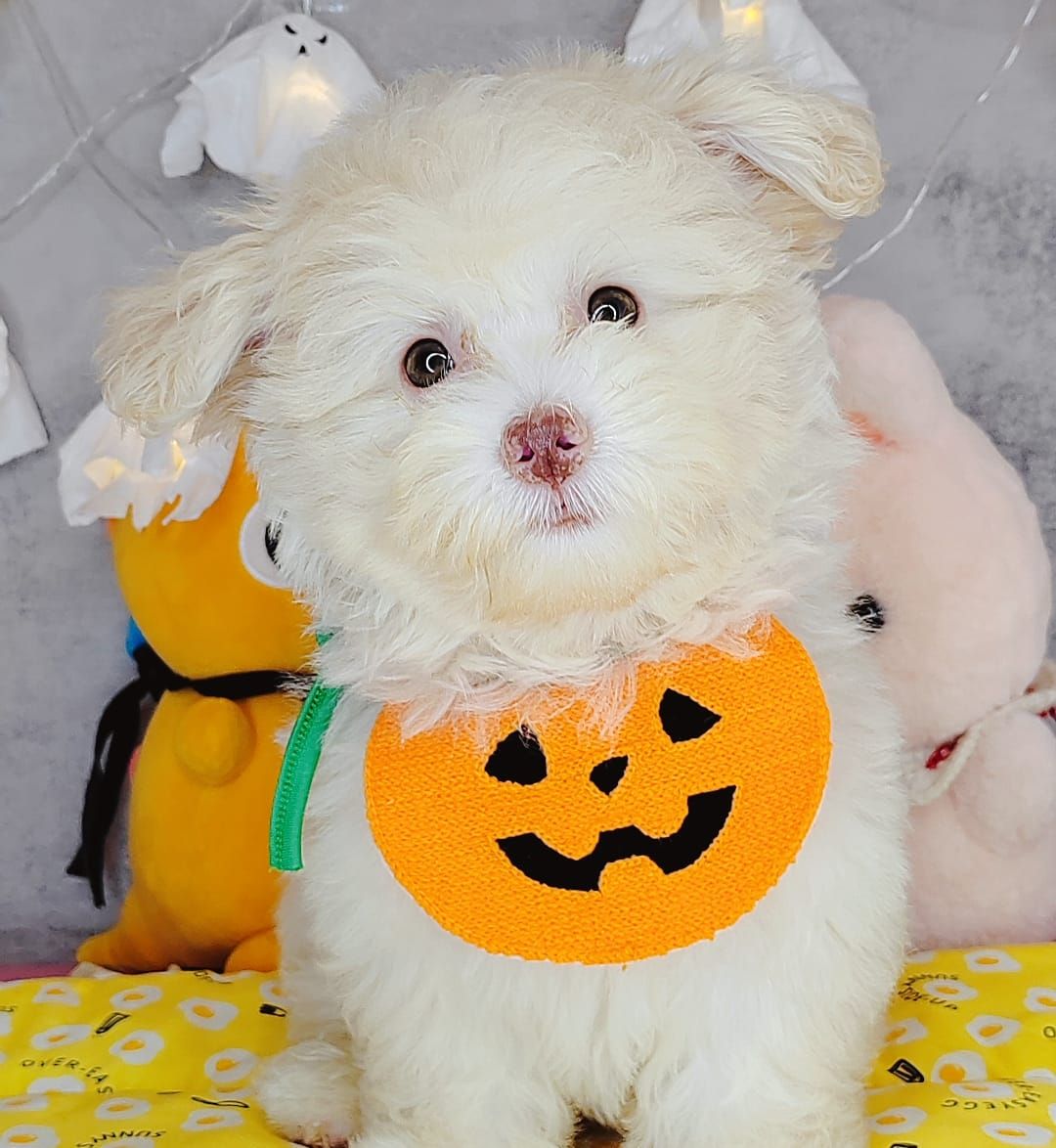 Maltipoo 马尔泰迪