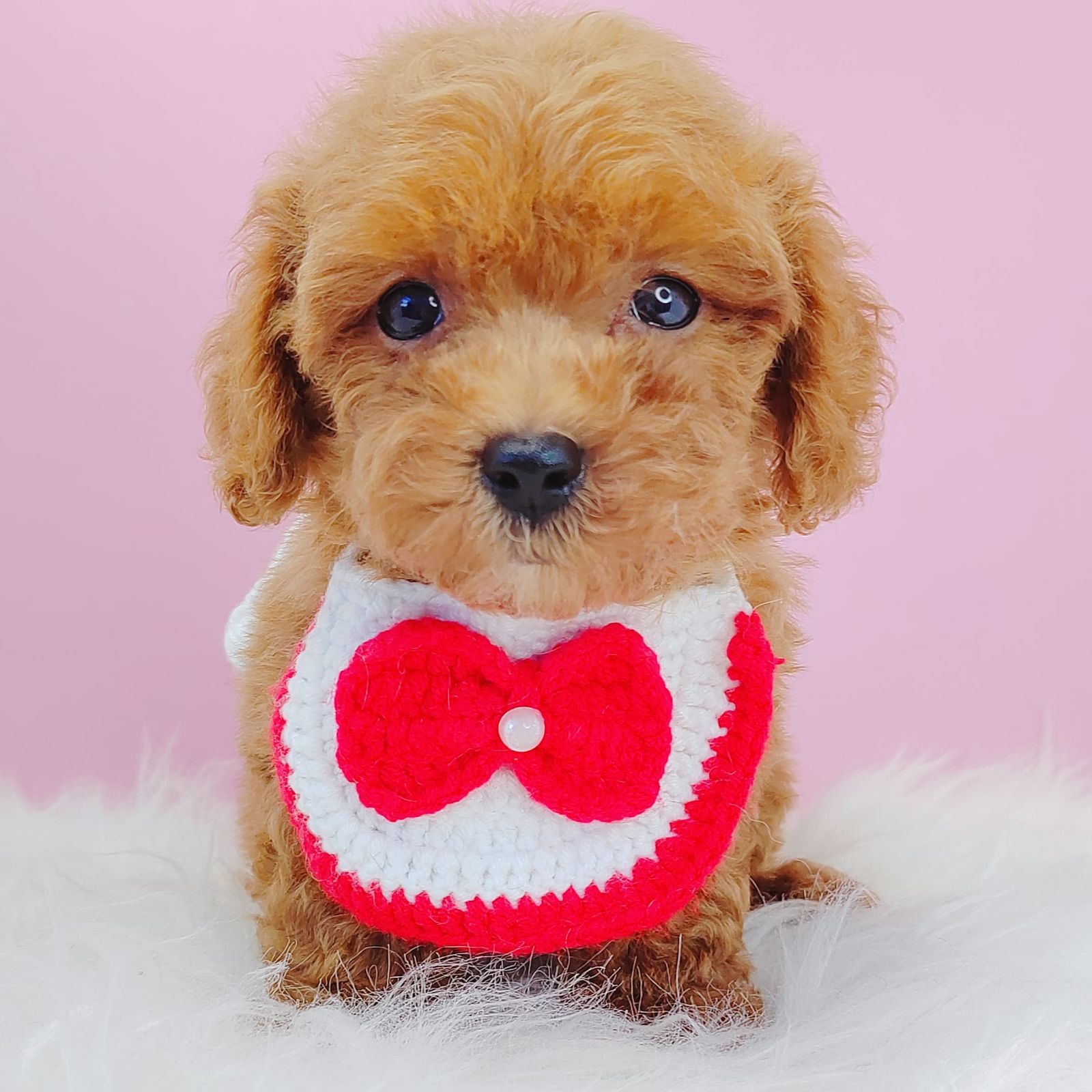 Poodle 璐靛娉拌开