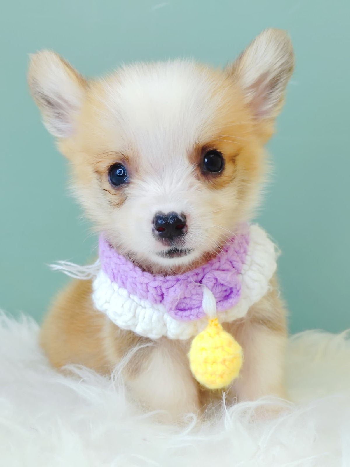 Corgi 柯基