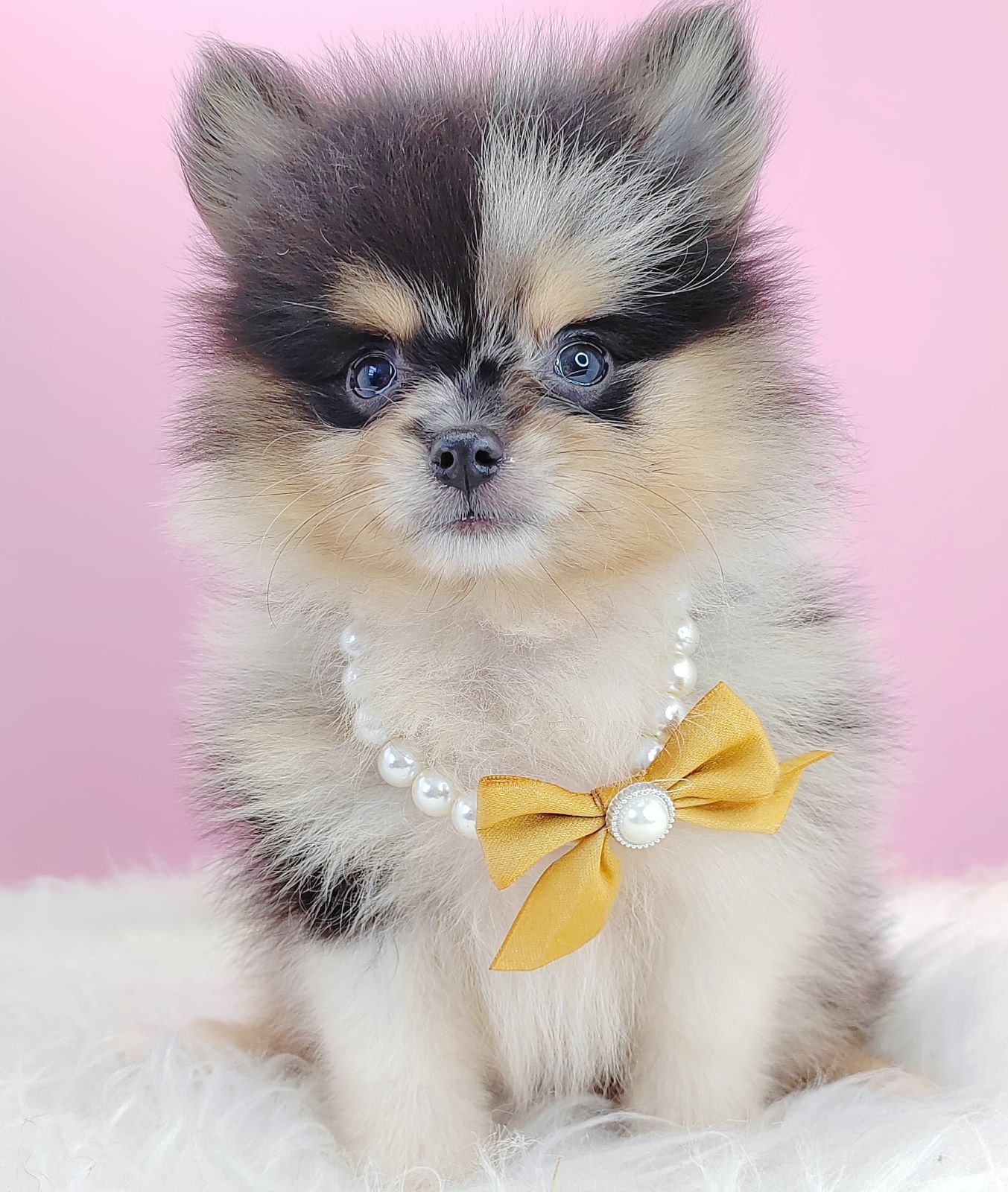 Pomeranian 博美