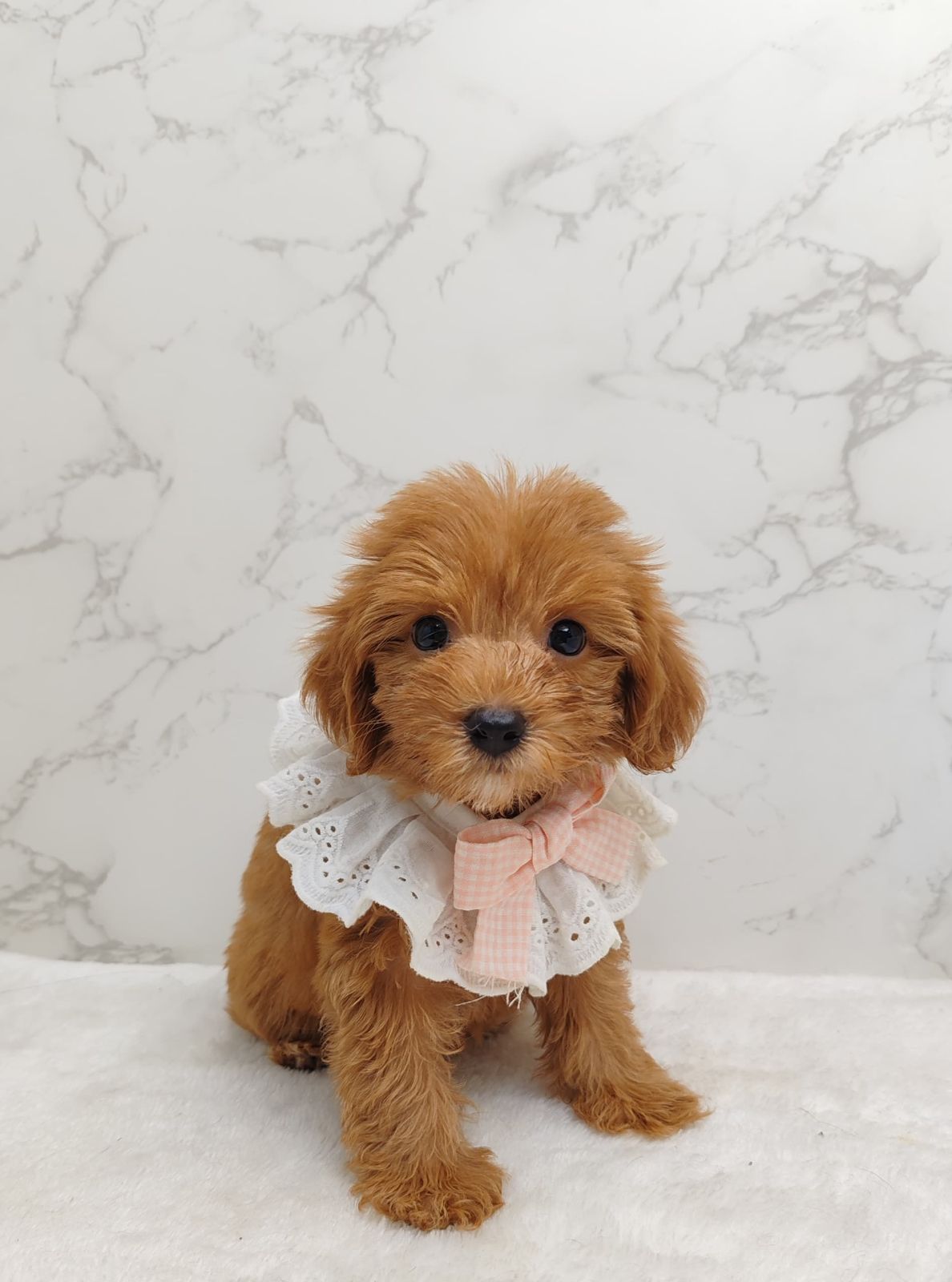 Poodle 娉拌开璐靛