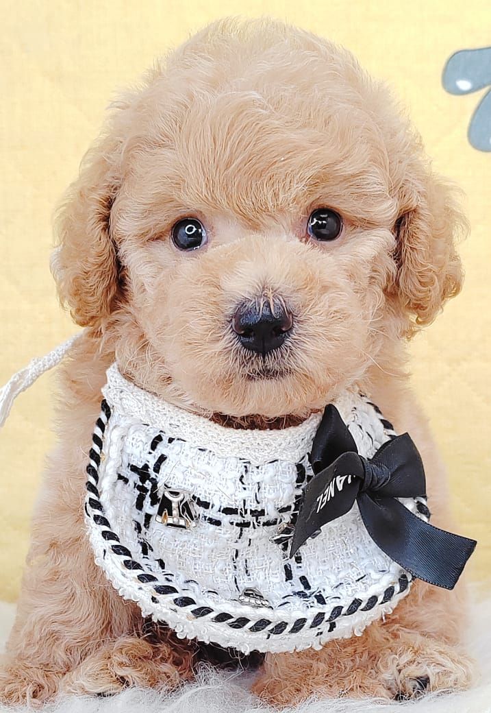 Poodle 娉拌开璐靛
