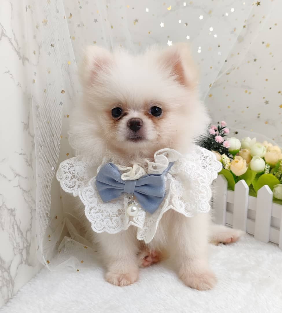 Pomeranian 博美