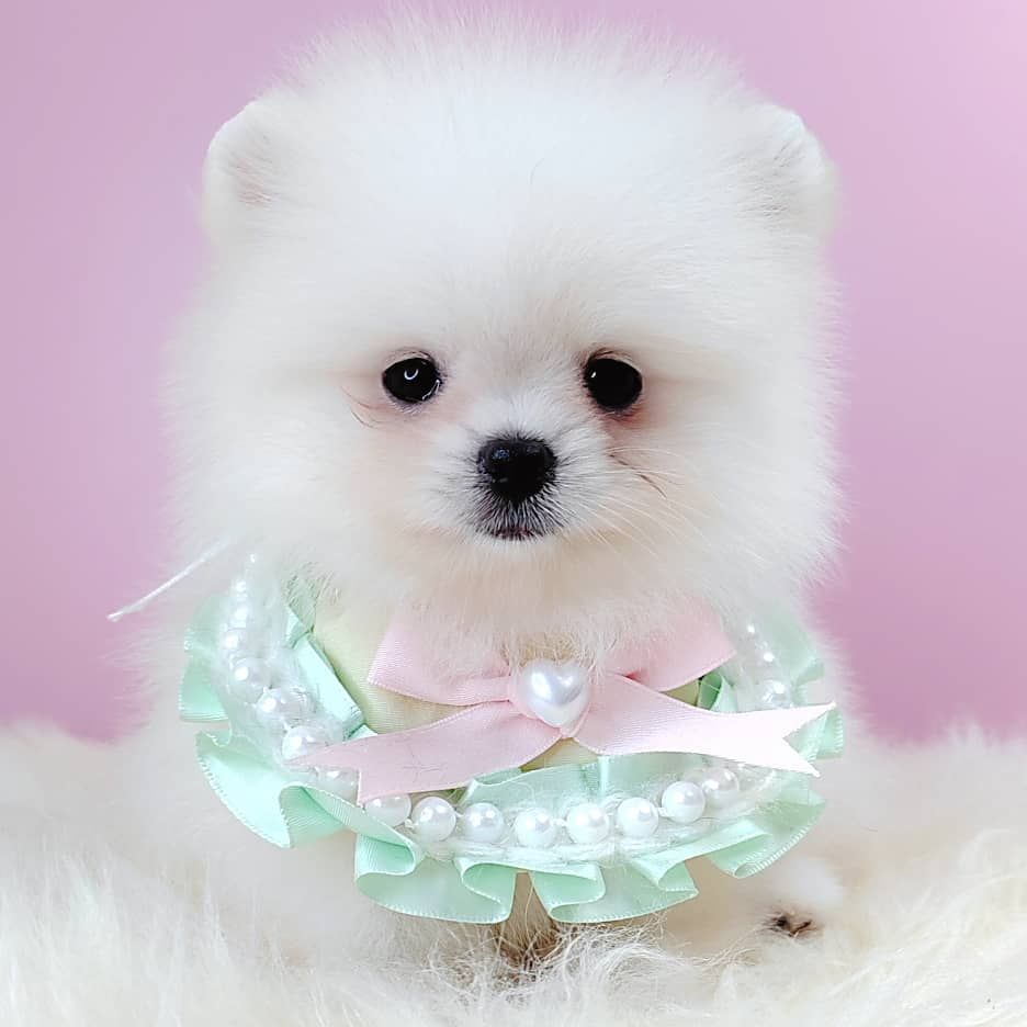 Pomeranian 博美