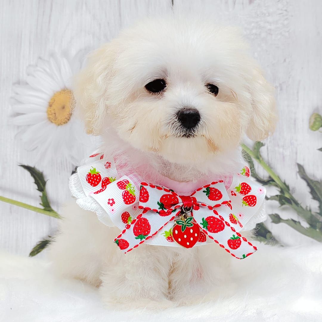 Bichonpoo 泰迪熊