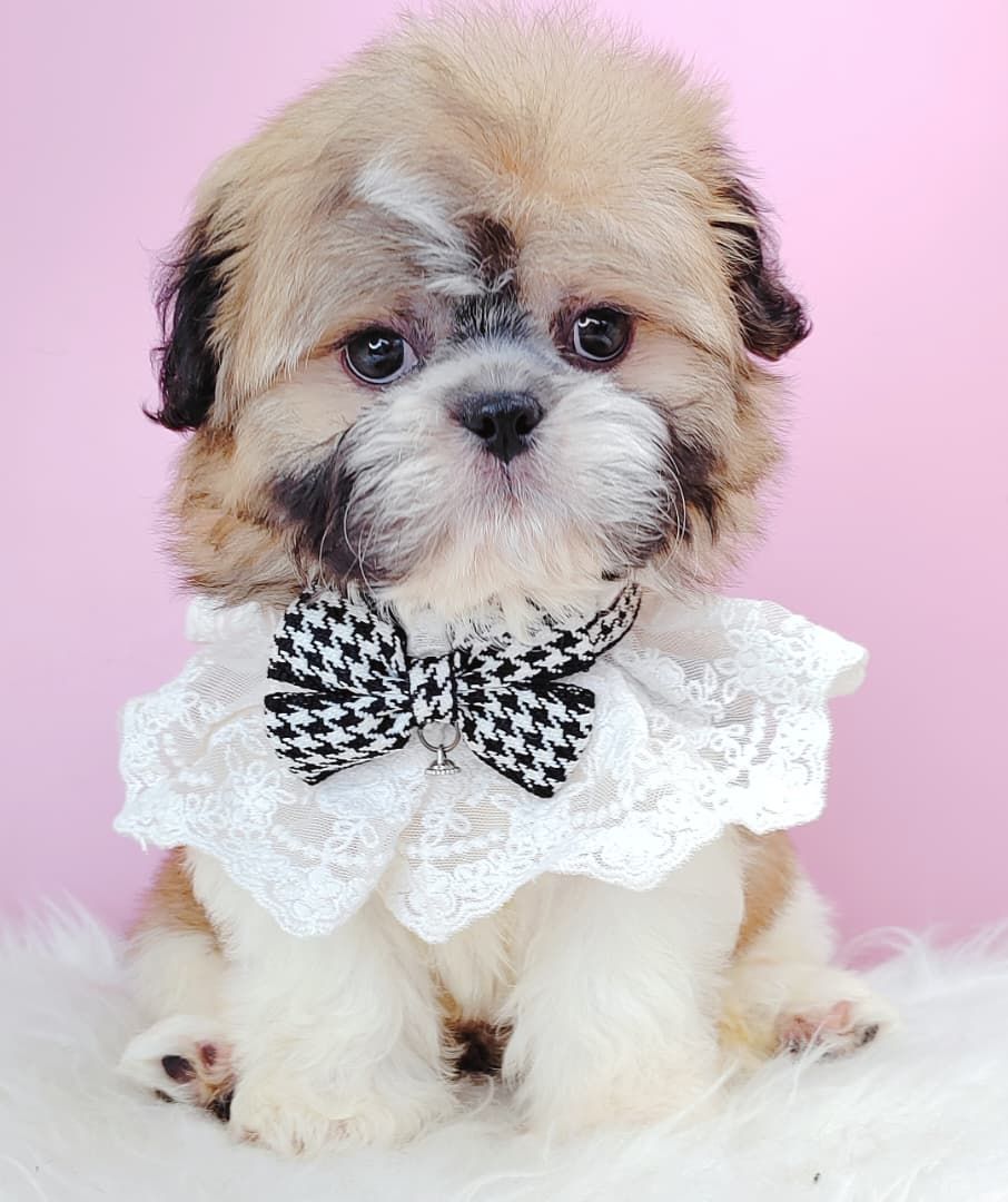 Shih Tzu 西施